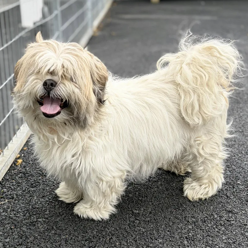 An adult medium-sized male Maltese dog named Sprinkles for adoption in Whitehall, PA