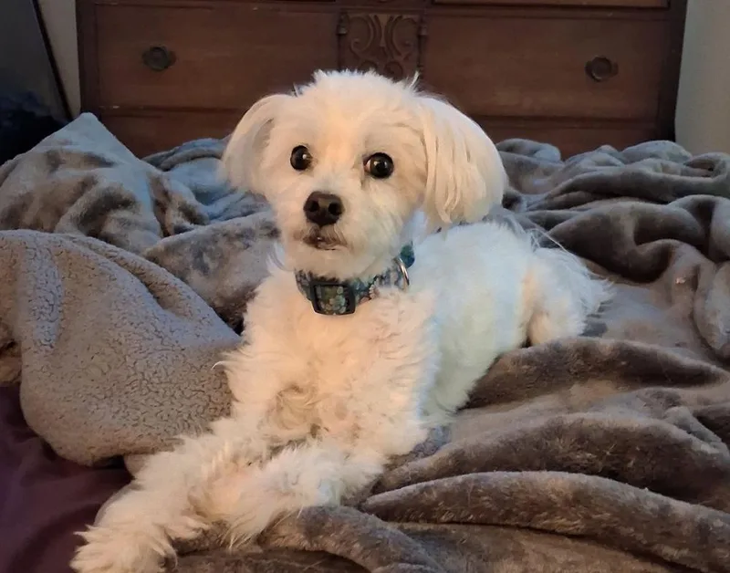 A senior small-sized male White / Cream Poodle dog named Lucky for adoption in Colorado Springs, CO
