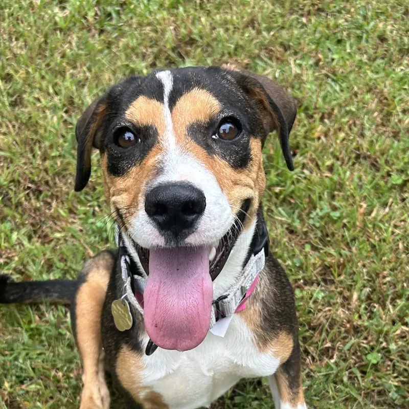 A young medium-sized female Brown / Chocolate Mixed Breed dog named Speckle for adoption in Auburn, AL