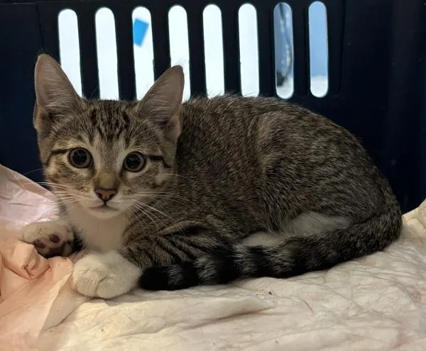 A baby small-sized female Domestic Short Hair cat named Junior Sailor for adoption in New York, NY