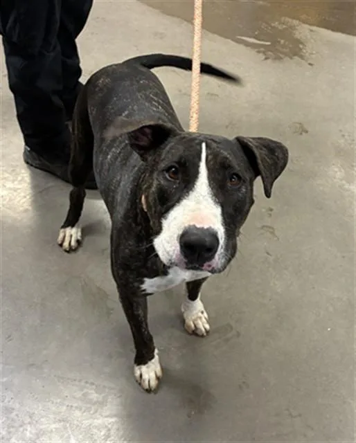 An adult large-sized female Bull Terrier dog named Apa for adoption in Phoenix, AZ