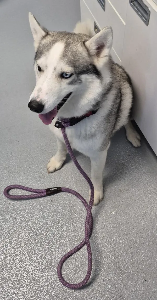 A young medium-sized male Siberian Husky dog named Pen for adoption in Lawrenceville, GA