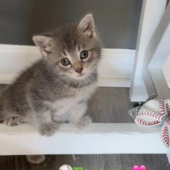 A baby medium-sized female Gray & White Domestic Short Hair cat named Fenway for adoption in Carneys Point, NJ
