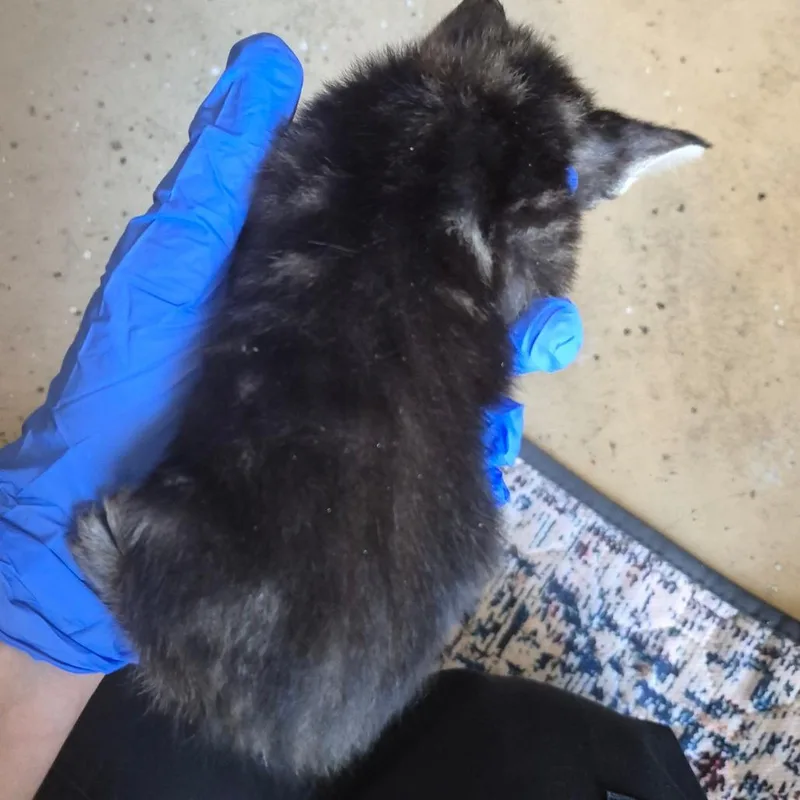 A baby small-sized female Brown / Chocolate Domestic Short Hair cat named Muffin for adoption in Columbus, GA