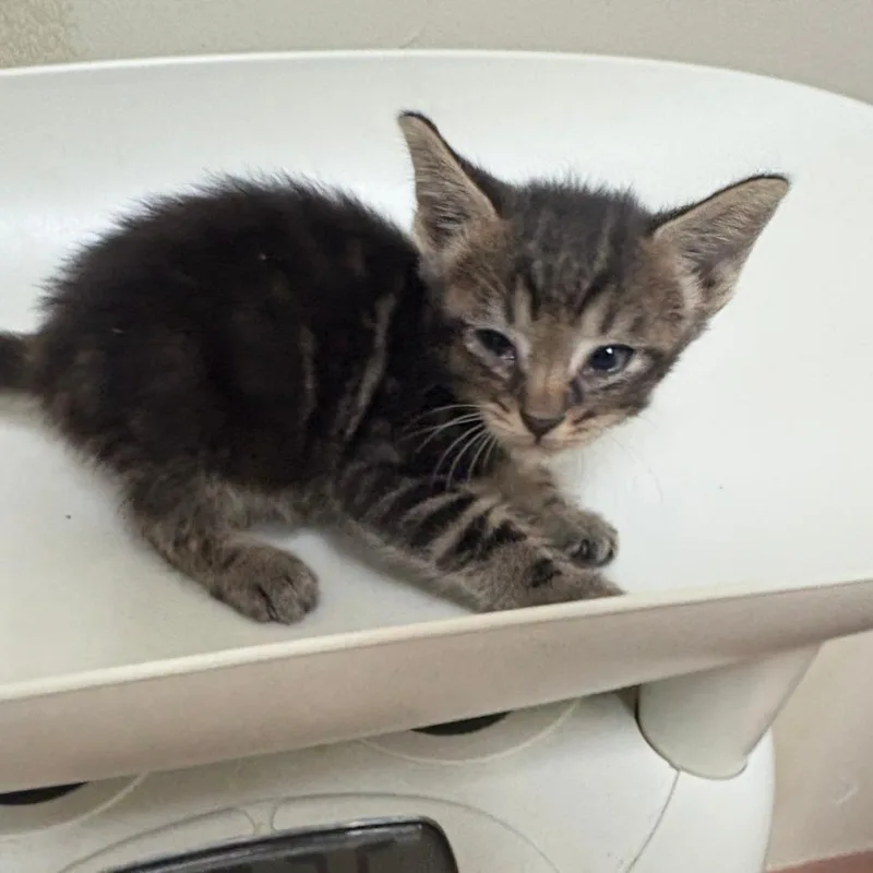 Muffin thumbnail 2