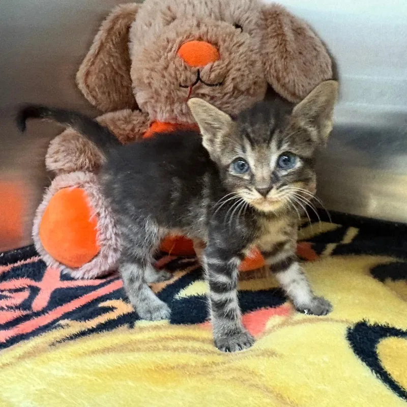 Muffin thumbnail 3