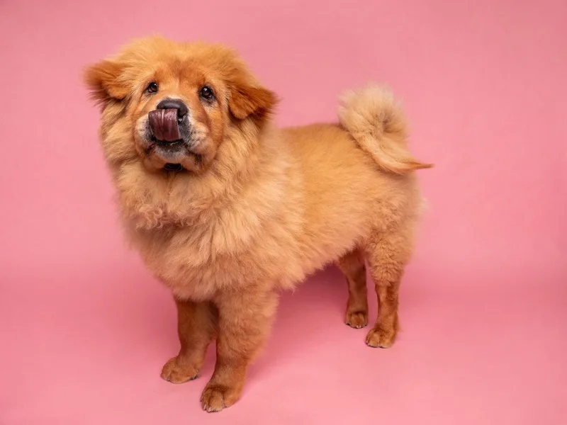 A baby large-sized female Chow Chow dog named Sticky Bun for adoption in Palo Alto, CA