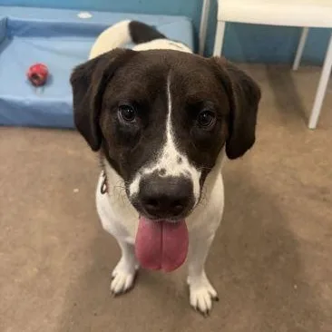 A young medium-sized male White / Cream Mixed Breed dog named Snoopy for adoption in Fernandina Beach, FL