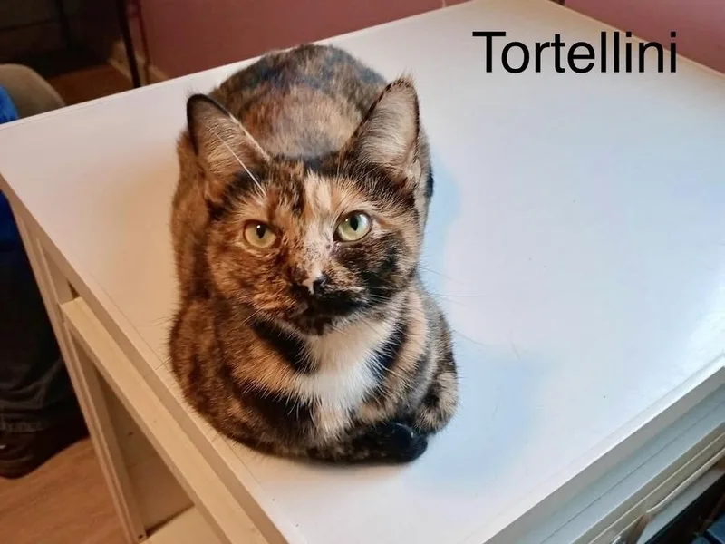 Tortellini thumbnail 3