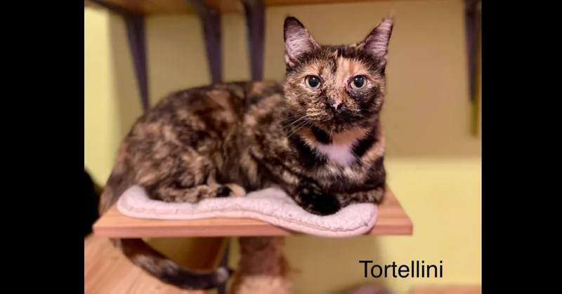 Tortellini thumbnail 4