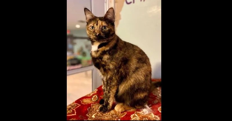 Tortellini thumbnail 5