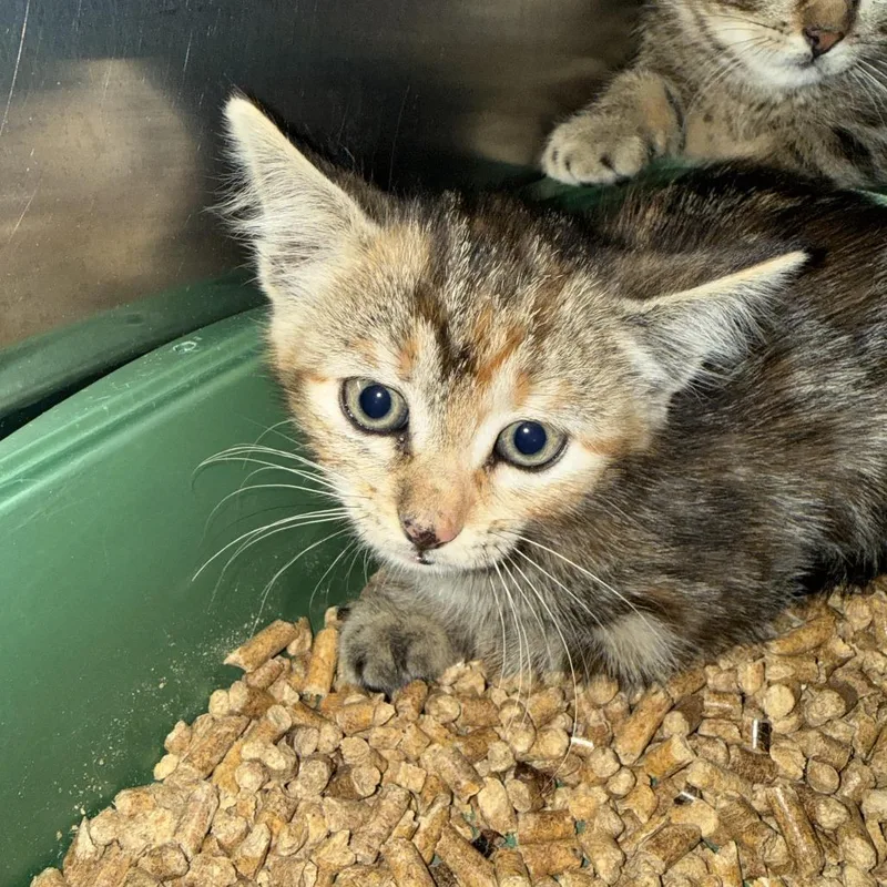 A baby small-sized female Brown / Chocolate American Shorthair cat named Funshine Bear for adoption in Cody, WY