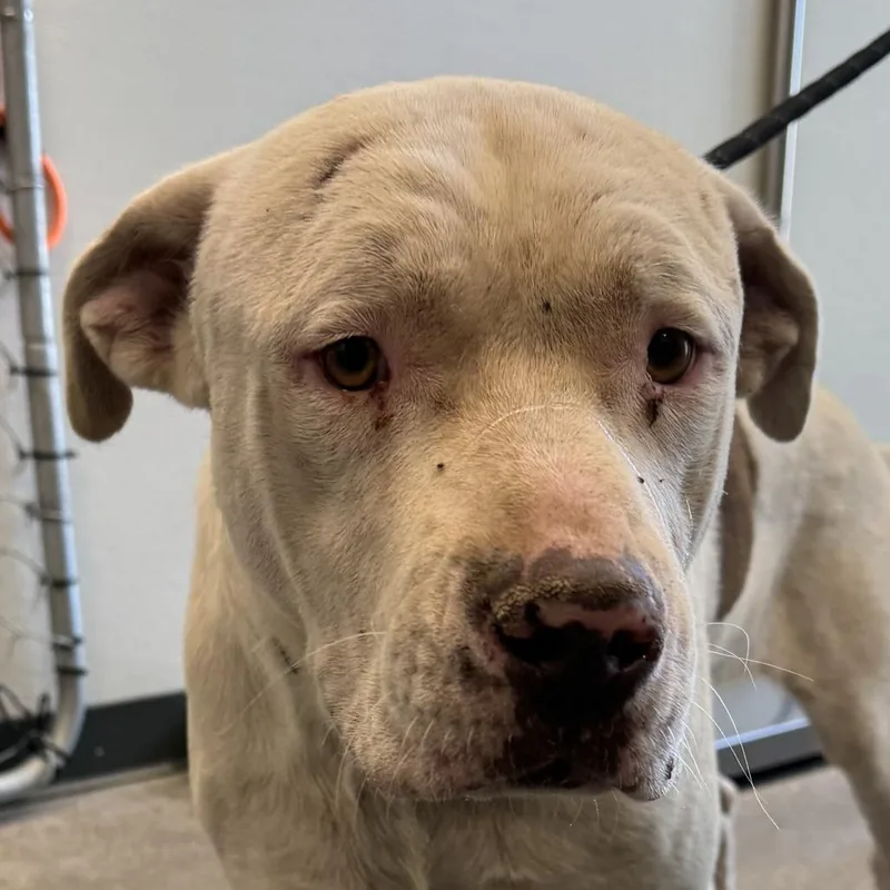 An adult large-sized male Mixed Breed dog named Coconut for adoption in Las Cruces, NM