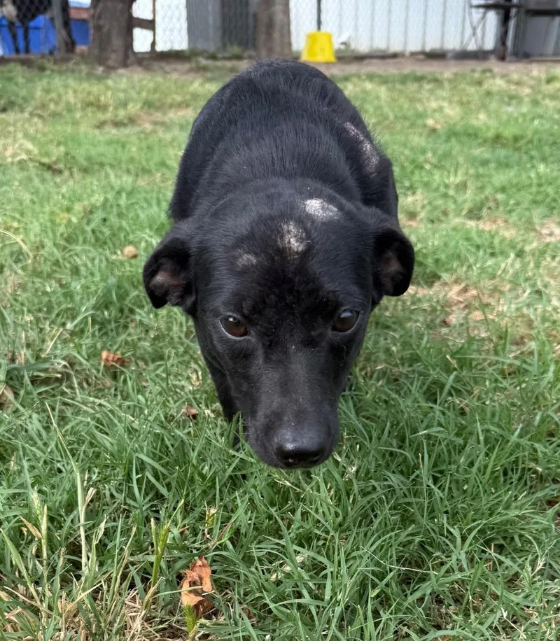 Pepper