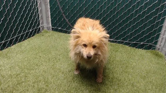 An adult medium-sized female Pomeranian dog named Sonia for adoption in Downey, CA