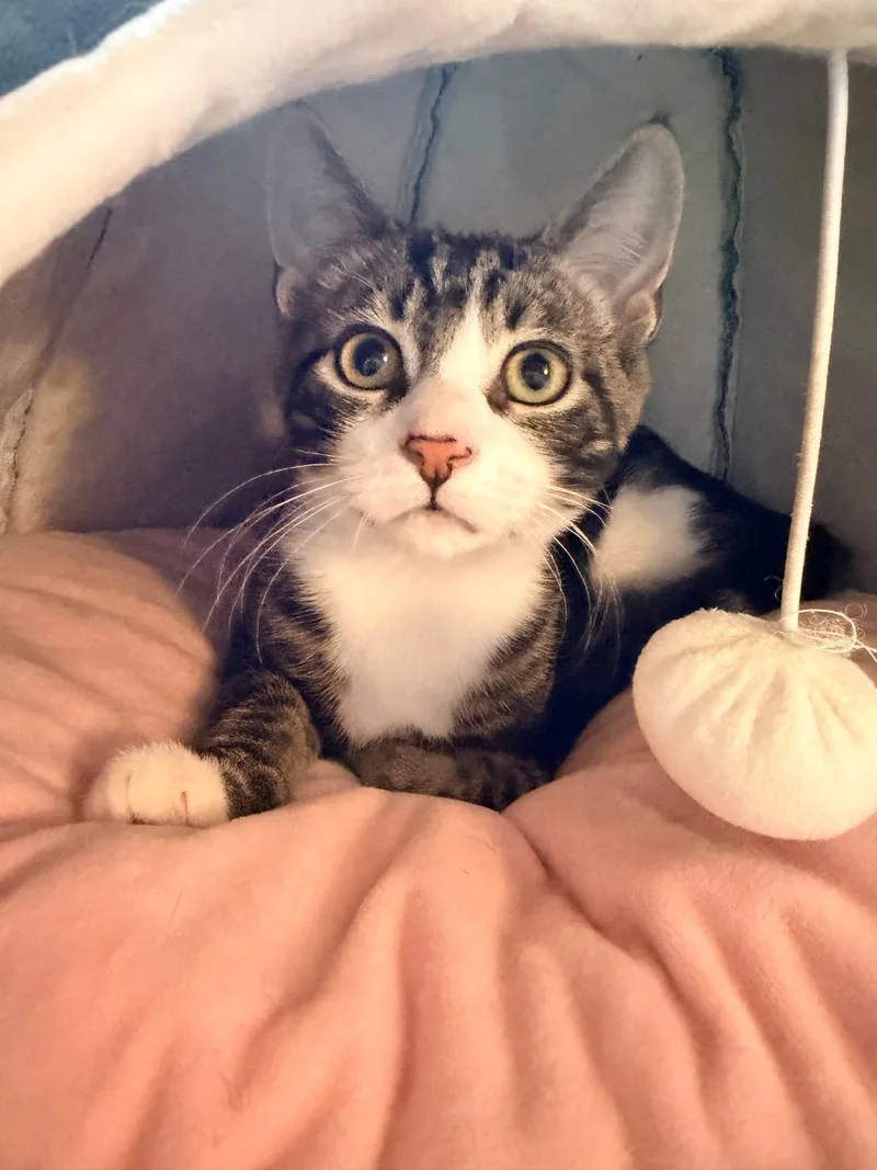A baby small-sized male Tabby (Brown / Chocolate) American Shorthair cat named Kale for adoption in Highland Park, NJ