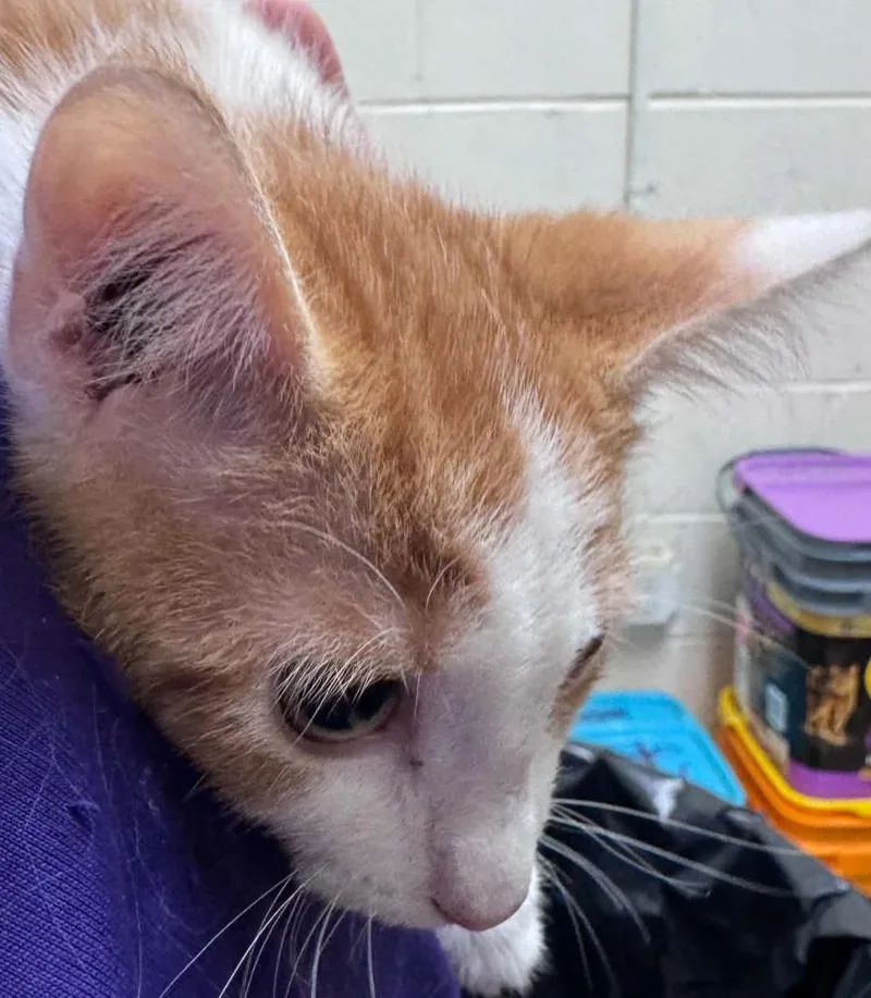 A baby small-sized male Domestic Short Hair cat named Jack for adoption in Tappahannock, VA