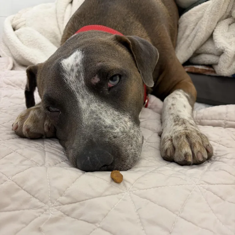 A young medium-sized male Pit Bull Terrier dog named Pete Austin for adoption in Austin, TX