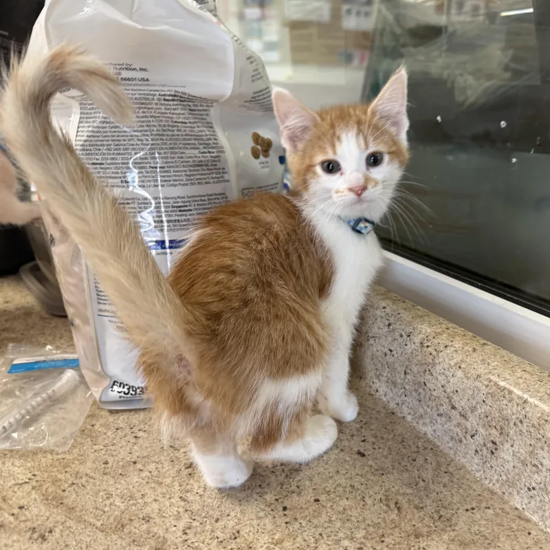 A baby medium-sized female Orange & White Domestic Short Hair cat named Autumn for adoption in La Crescent, MN