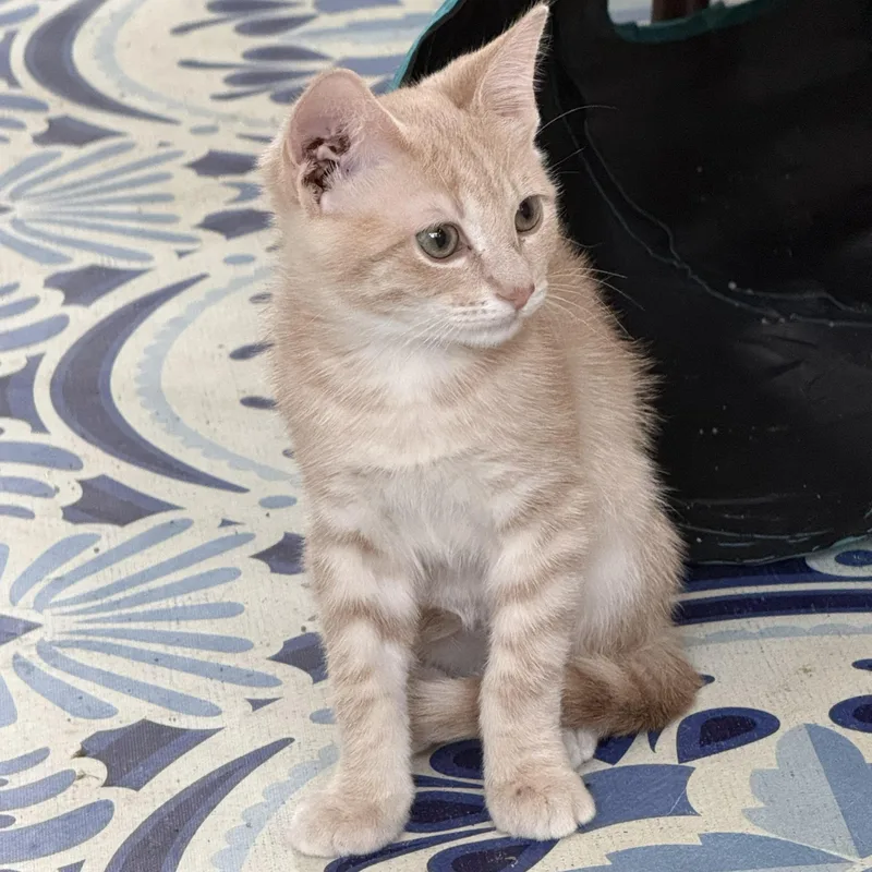 A young medium-sized male Tabby (Buff / Tan / Fawn) Domestic Short Hair cat named Finn for adoption in SNOW HILL, NC