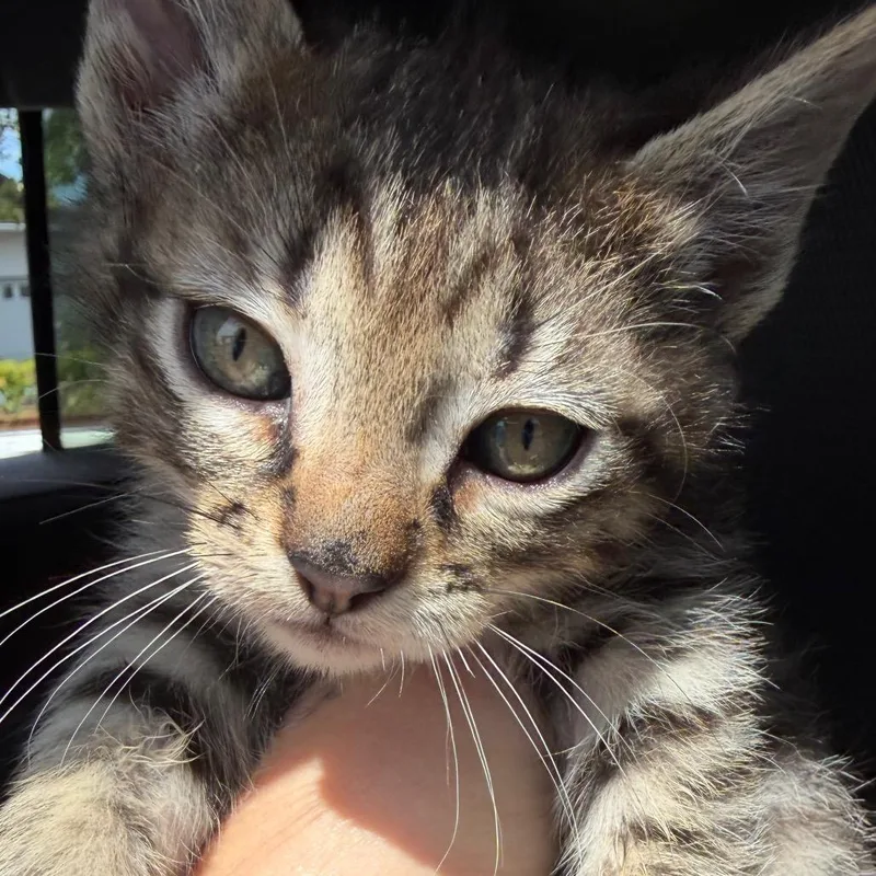 A baby small-sized female Brown / Chocolate Domestic Short Hair cat named Jade for adoption in Klamath Falls, OR