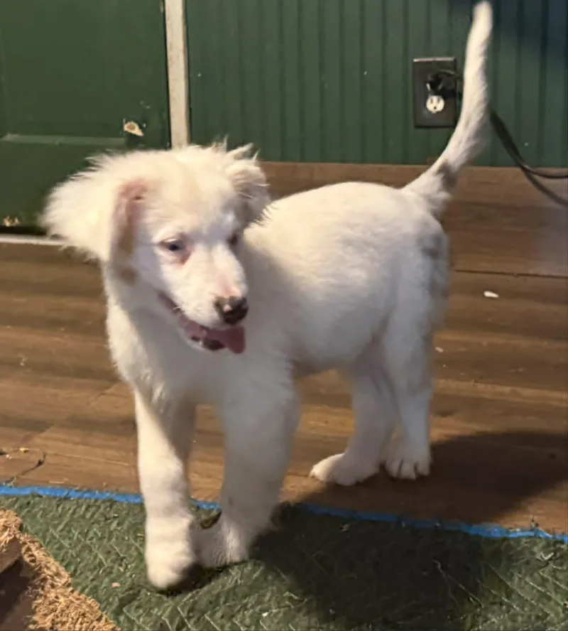 A baby small-sized male White / Cream Australian Shepherd dog named Edgar for adoption in Smyrna, GA