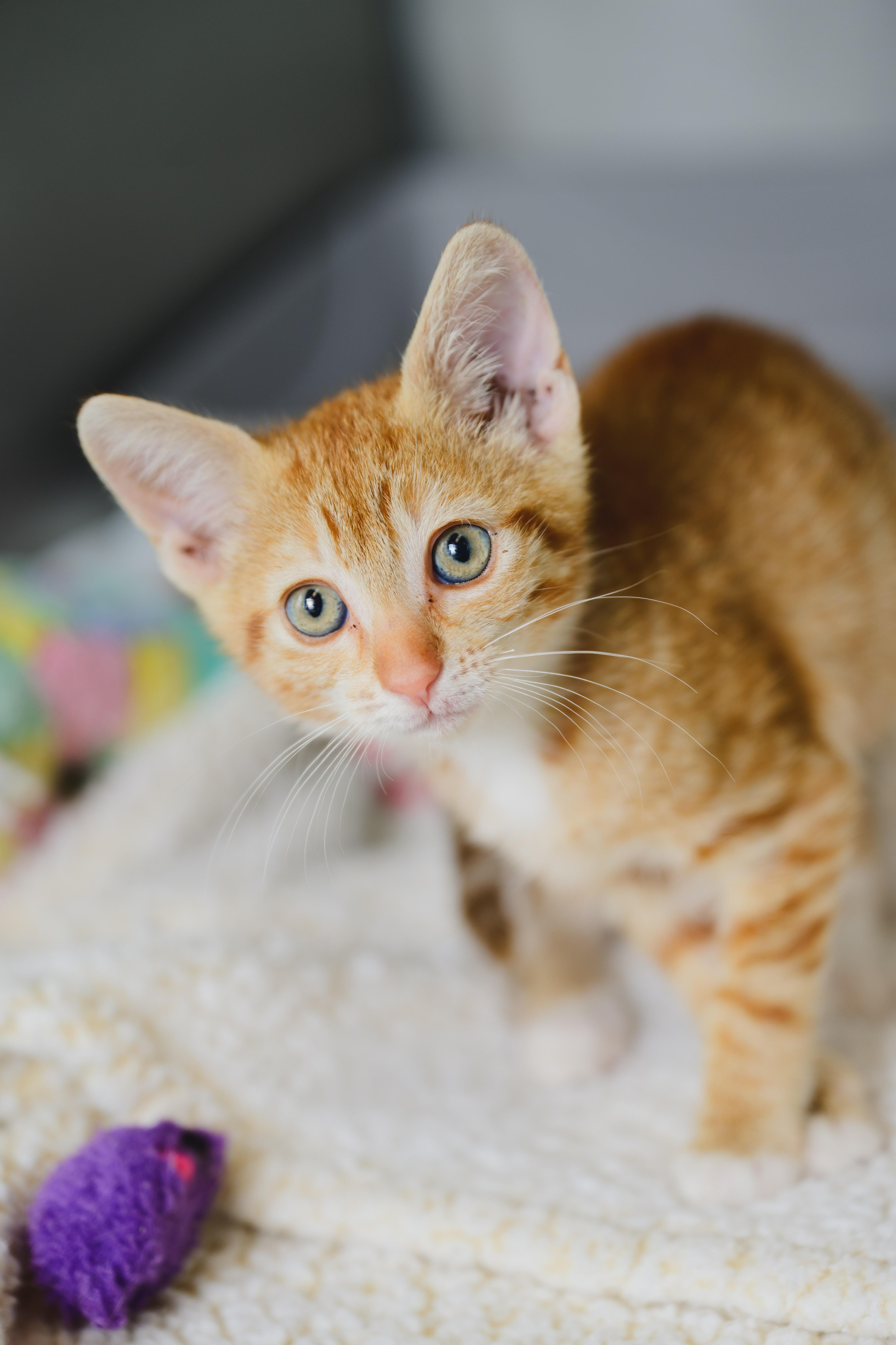 Macaroon thumbnail 3