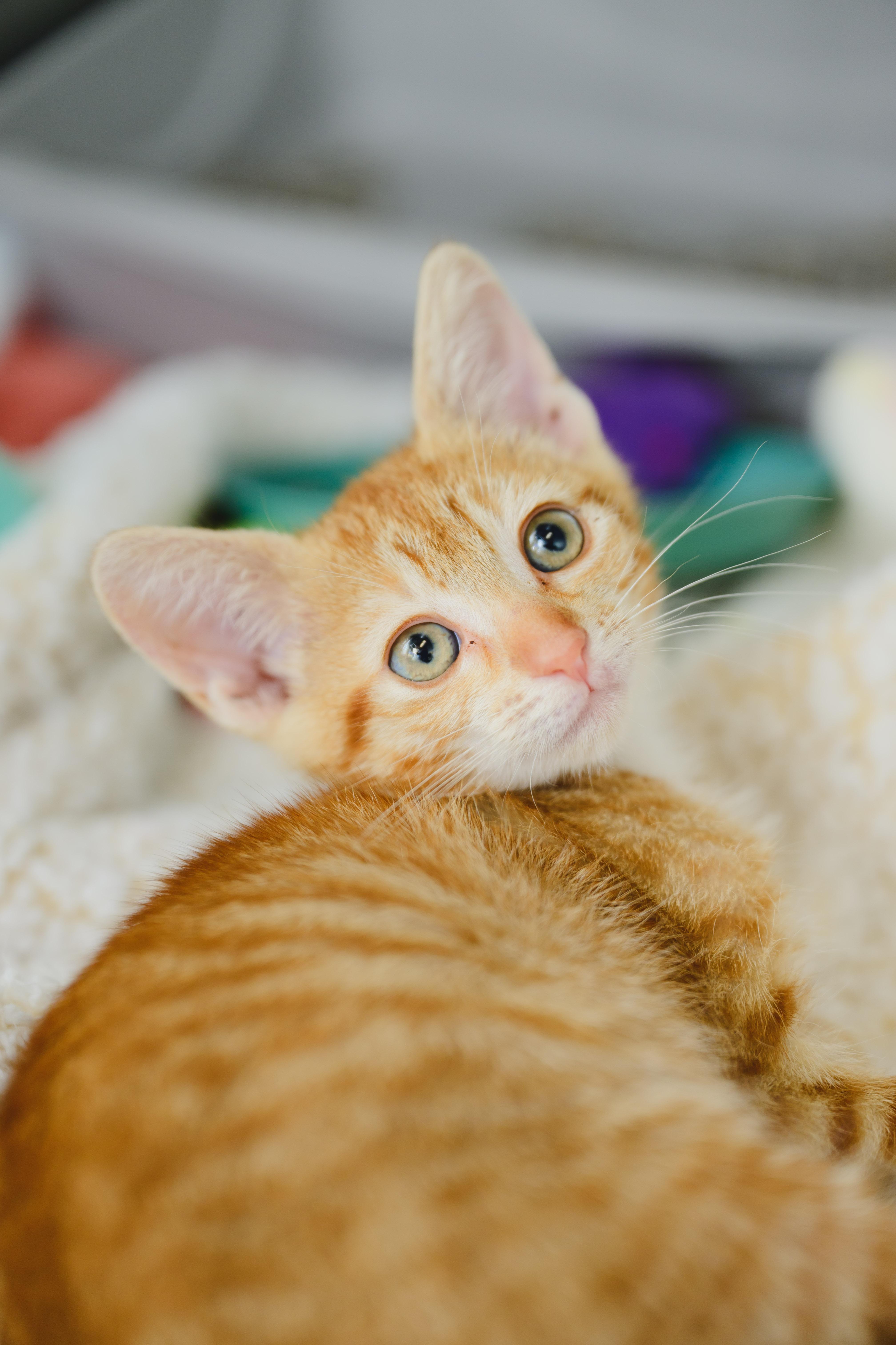 Macaroon thumbnail 4