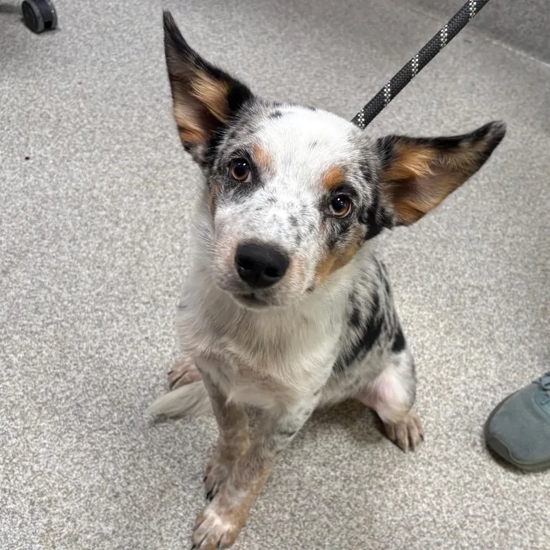 A baby medium-sized male White / Cream Australian Cattle Dog / Blue Heeler dog named Monty for adoption in Englewood, FL