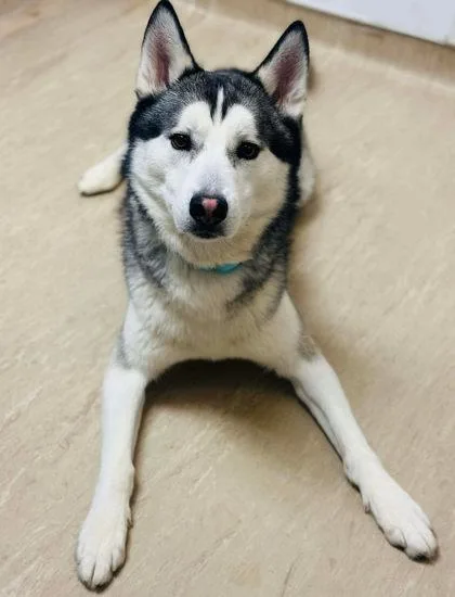 An adult large-sized male Siberian Husky dog named Koda for adoption in West Chester, PA