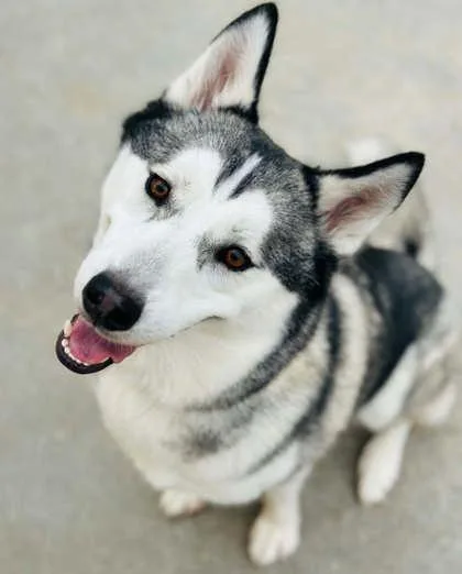 Koda thumbnail 2
