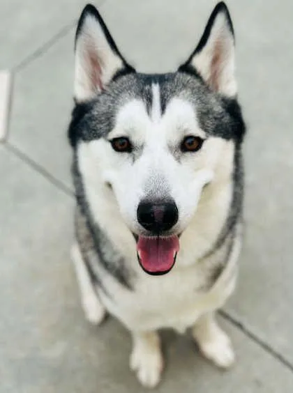 Koda thumbnail 3