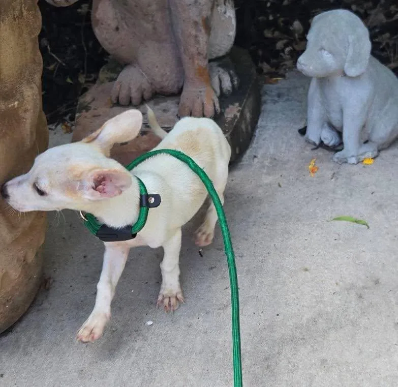 A baby small-sized male White / Cream Chihuahua dog named Jerry for adoption in Winsted, CT