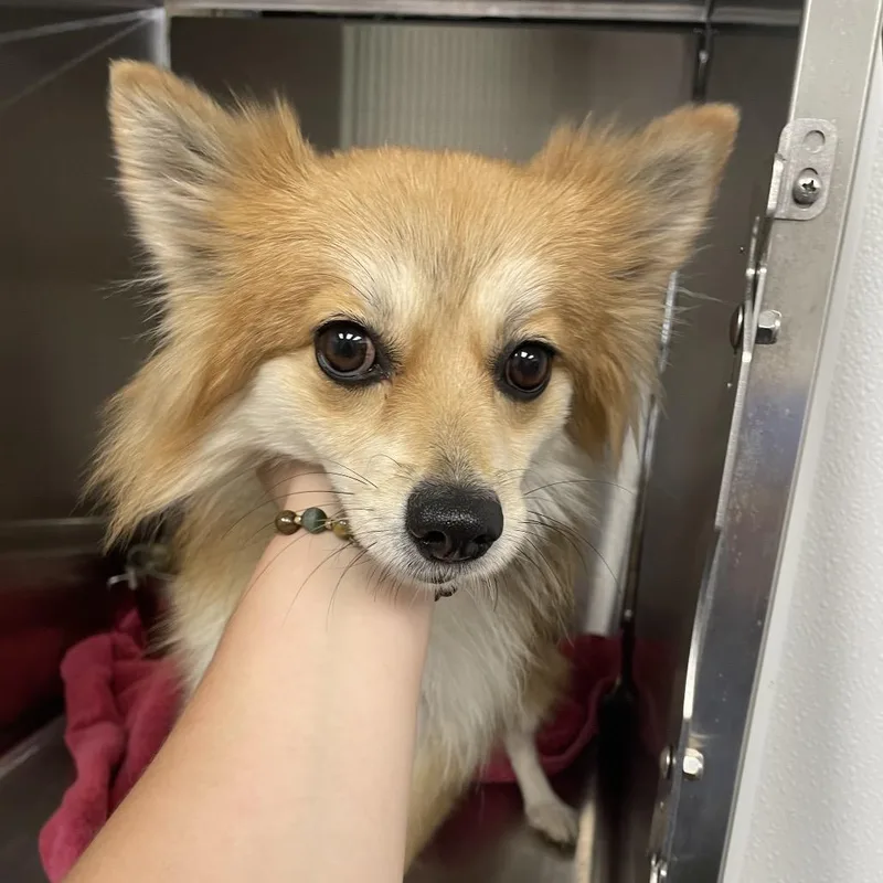 An adult small-sized female Brown / Chocolate Pomeranian dog named Foxy for adoption in Abilene, TX
