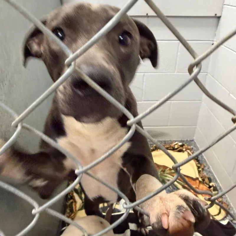 A young medium-sized male Gray / Blue / Silver Mixed Breed dog named Pawl for adoption in Greenville, SC