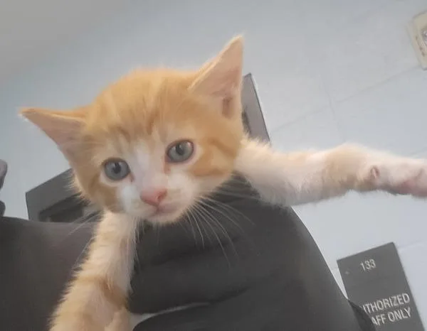 A baby small-sized male Domestic Short Hair cat named Kd Dash for adoption in Lawrenceville, GA
