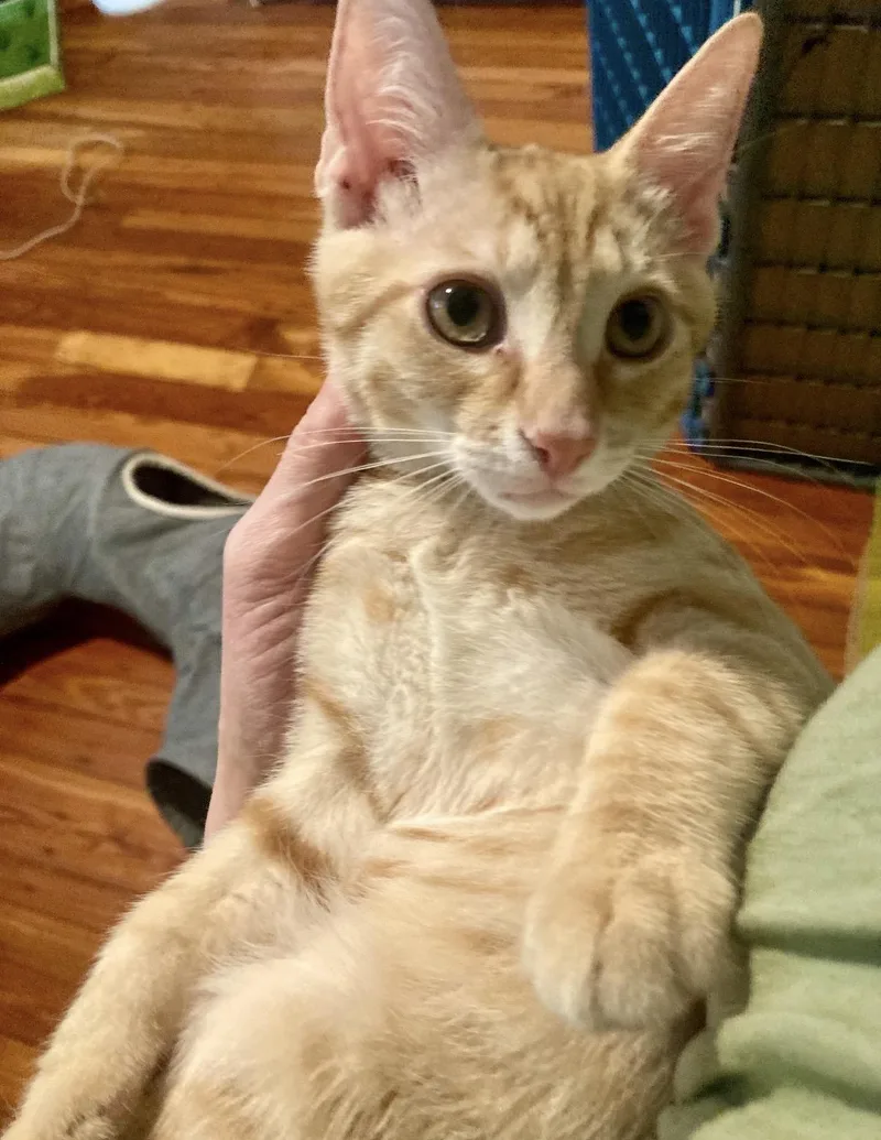 A baby small-sized male Domestic Short Hair cat named McMenamin for adoption in Philadelphia, PA