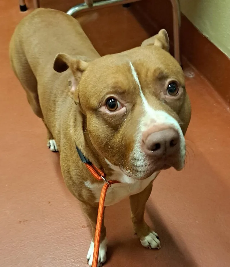An adult large-sized male Mixed Breed dog named Buford for adoption in Douglasville, GA