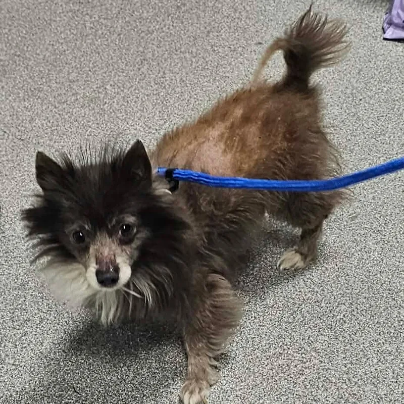 Lil Bow Wow thumbnail 2