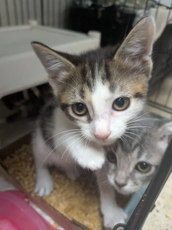 A young small-sized female Tabby (Brown / Chocolate) Domestic Short Hair cat named Margaret for adoption in Cincinnati, OH