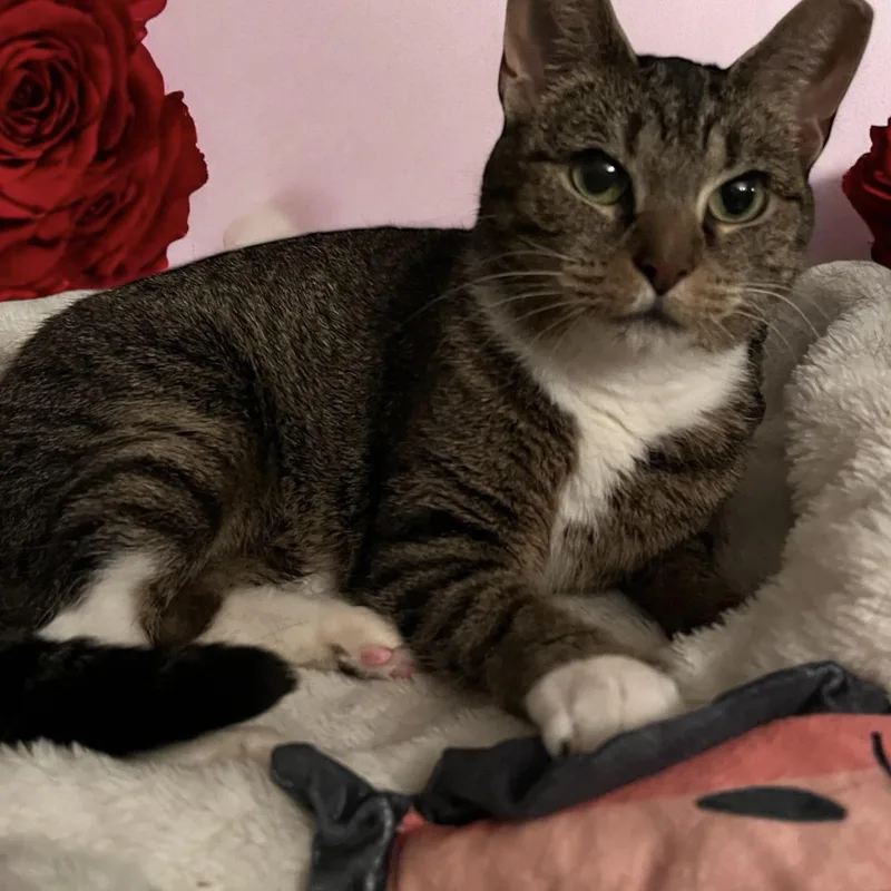 An adult medium-sized female Tabby (Brown / Chocolate) Domestic Short Hair cat named Kori for adoption in North Bergen, NJ