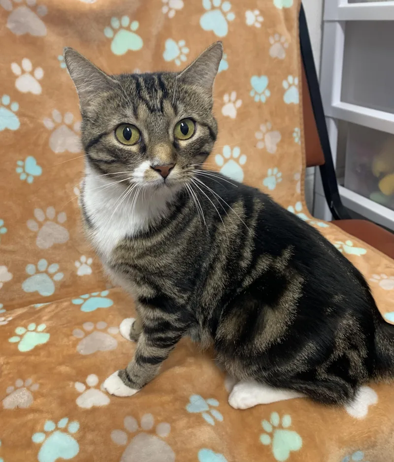 An adult medium-sized female Tabby (Brown / Chocolate) Domestic Short Hair cat named Dulcie for adoption in Bisbee, AZ