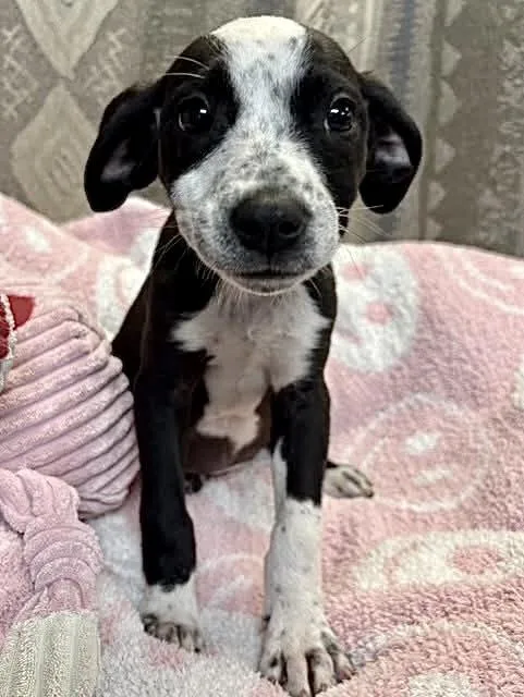 Dottie