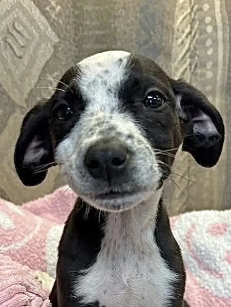 Dottie thumbnail 3