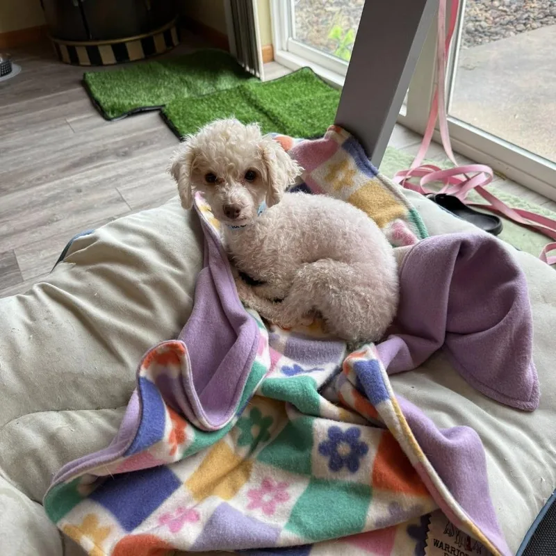 An adult small-sized female White / Cream Miniature Poodle dog named Madison for adoption in Chaska, MN