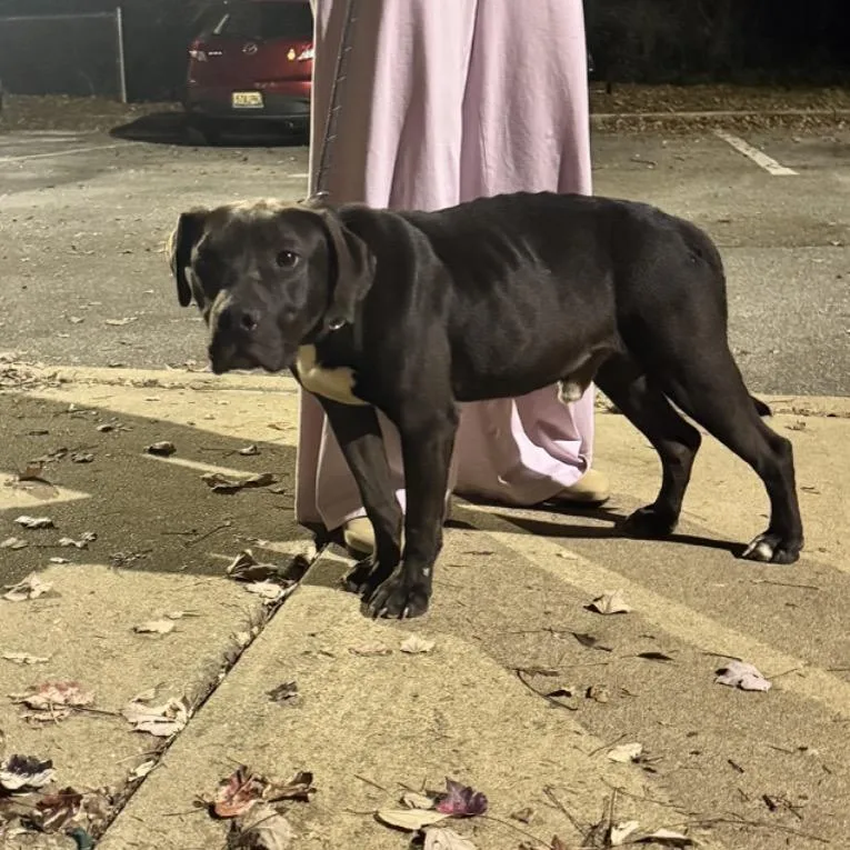 An adult medium-sized male Brown / Chocolate Mixed Breed dog named Dex for adoption in Columbus, GA