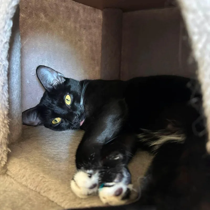 A baby medium-sized female Domestic Short Hair cat named Candy for adoption in Queen Creek, AZ