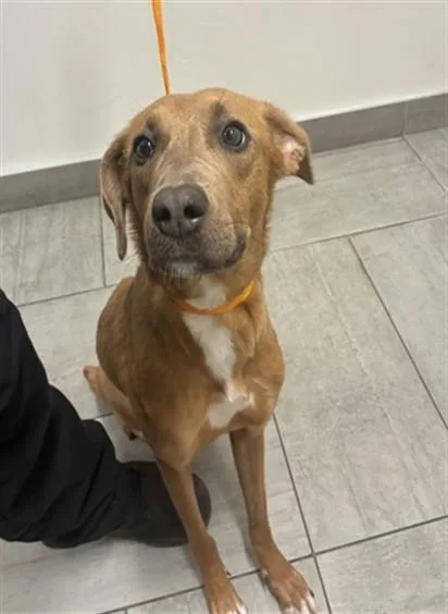 A young large-sized female Weimaraner dog named Bella for adoption in Mesa, AZ