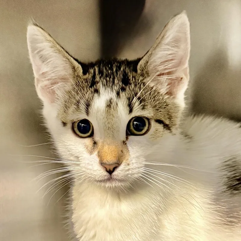 A baby small-sized male Gray / Blue / Silver Domestic Short Hair cat named Kiwi for adoption in Palm Springs, CA