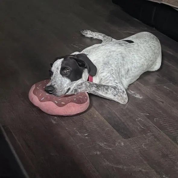 A young large-sized male English Pointer dog named Oreo for adoption in Green Cove Springs, FL